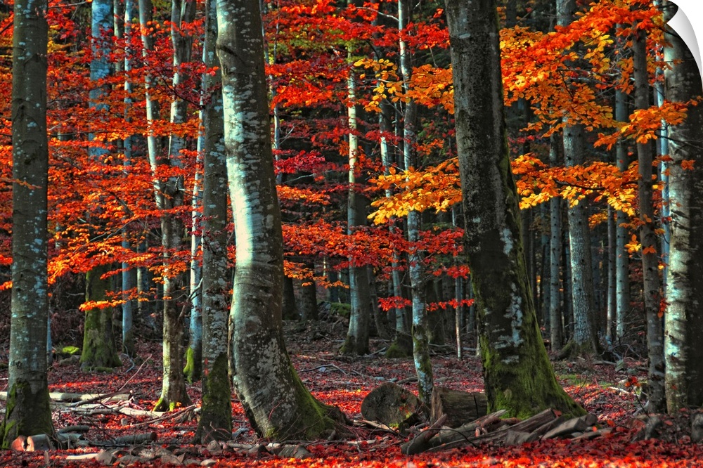 Decorative artwork for the home or office that is a photograph taken of a dense forest during autumn with leaves covering ...