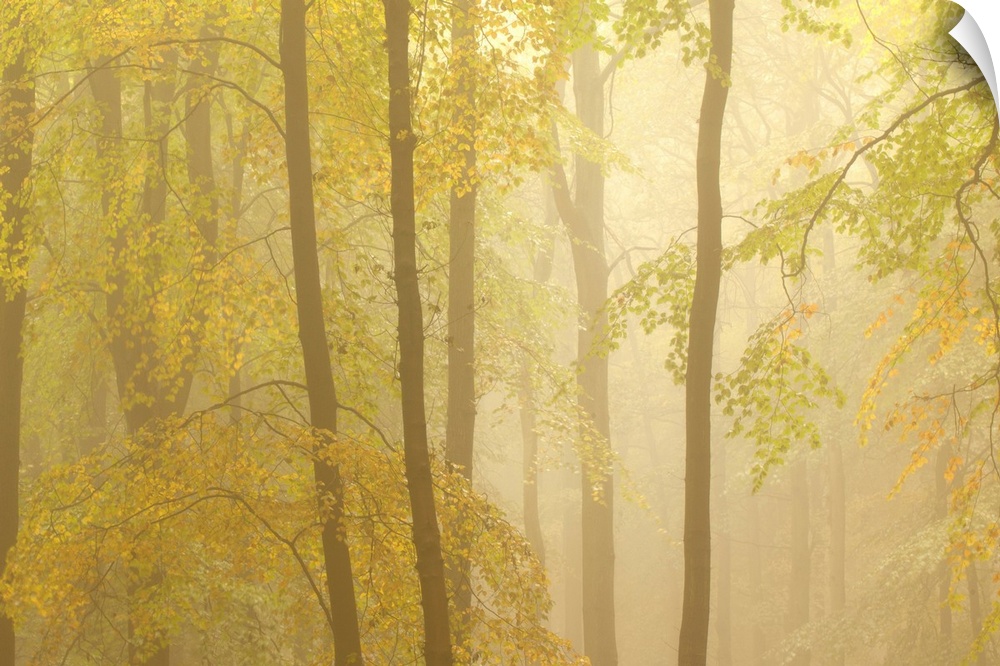 A misty dawn in an English woodland.