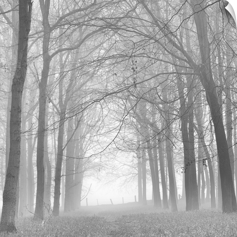 A monochrome black and white. Woodland lane in mist.