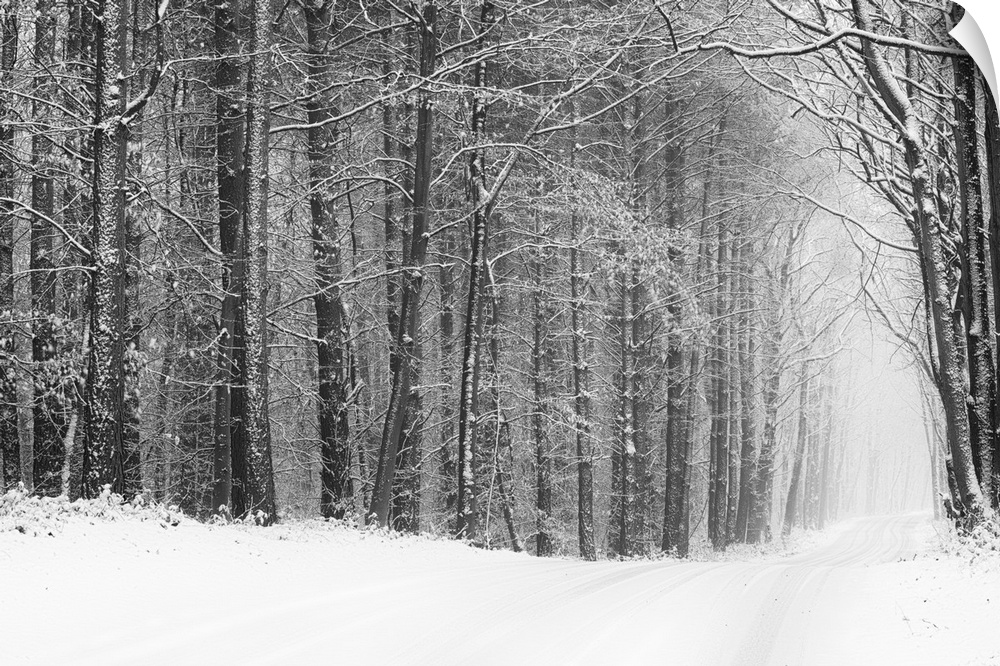 Fine art photo of a path going through a forest in winter, in black and white.