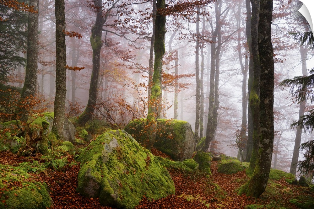 Light mist in a forest with mossy rocks and red autumn leaves.