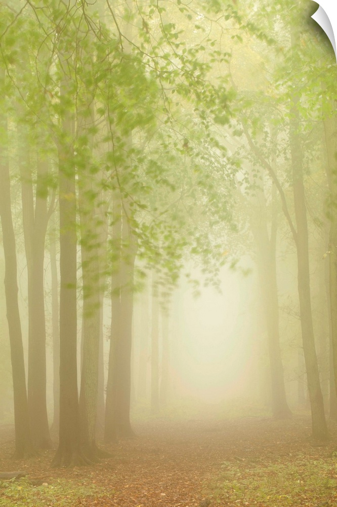 An avenue of tall trees with fresh green leaves on a misty dawn morning.