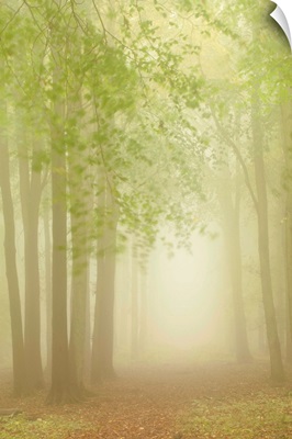 Forest Softness