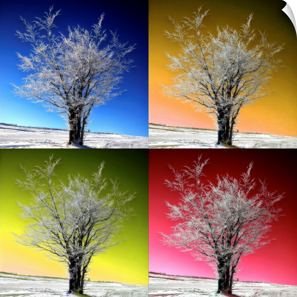 This square photograph has been edited to have a pop art quality of a tree with a different color background depicting dif...