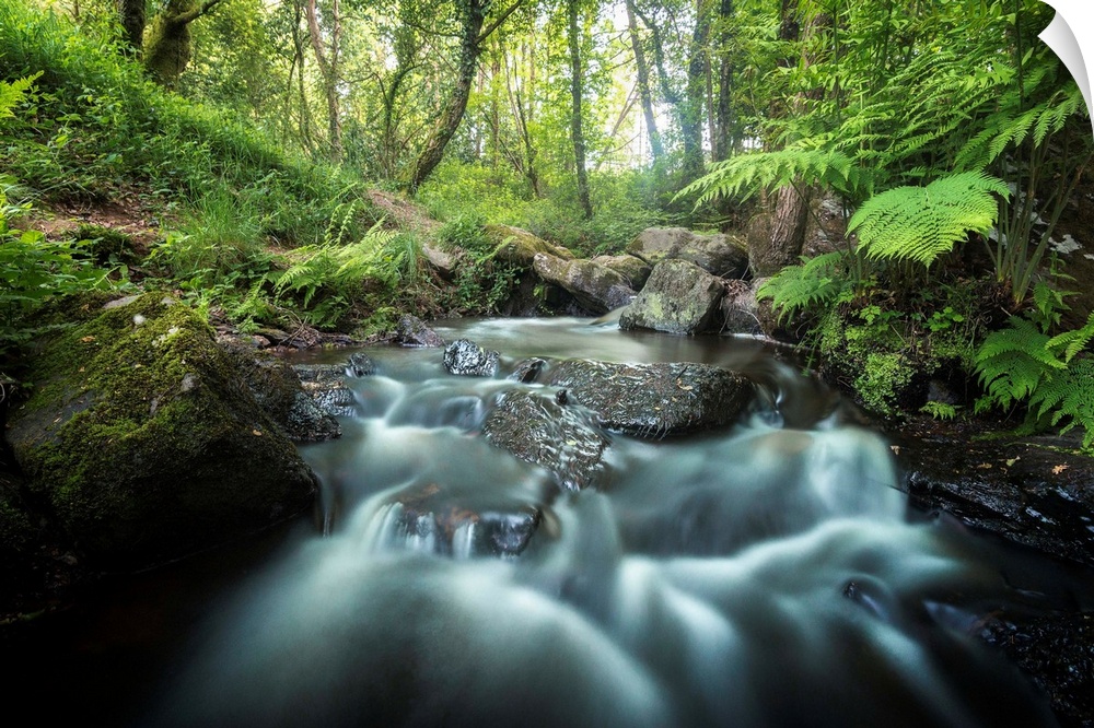 Rushing river through a forest surrounded by ferns