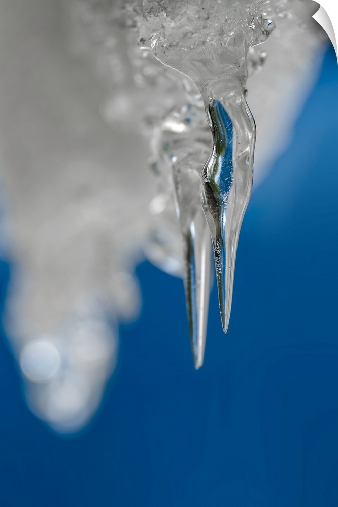 Two icicles hanging from the roof of a shed, on a perfectly clear and blue Winter day. The icicle in front was kept in foc...