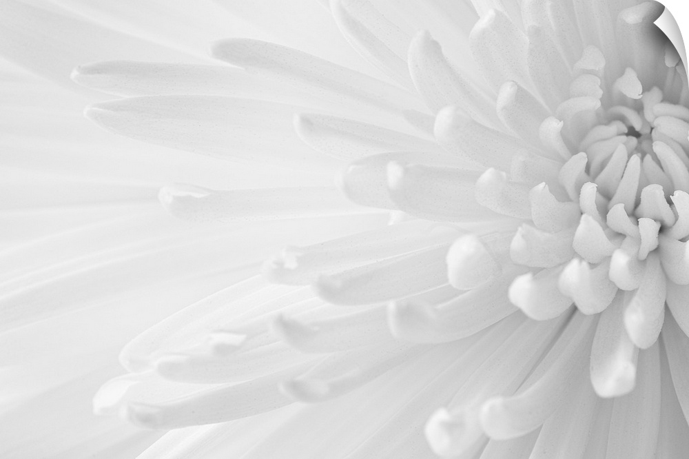 A soft contemporary close-up of an open Crysanthemum flower in monochrome black and white.