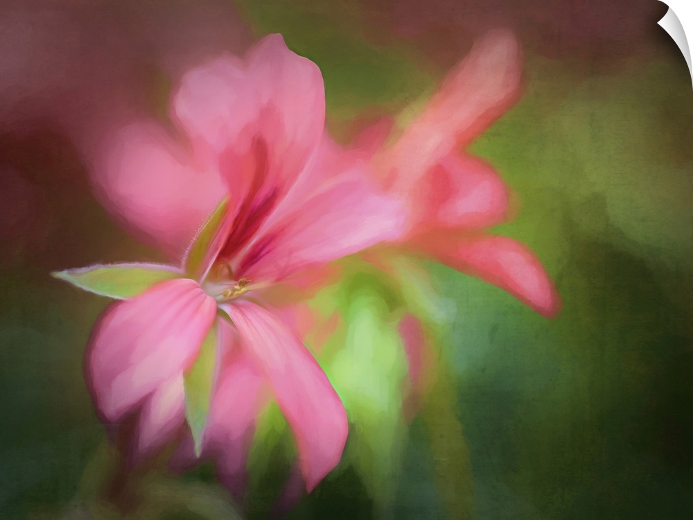 A painterly scene of a geranium in pretty pinks and greens.