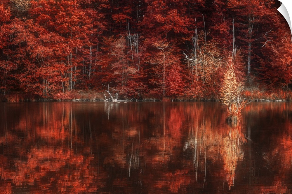 Forest of trees in fall colors reflected in a lake.