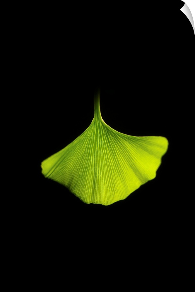 Green ginkgo leaf close up on black background