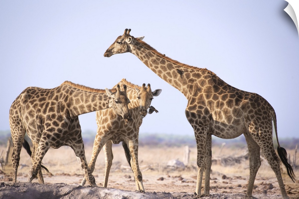 Three giraffes cool off at a waterhole.