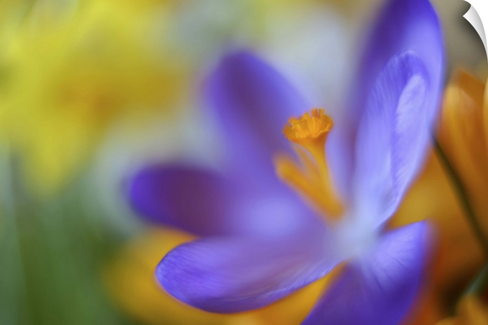 A close-up photograph of a purple flower against an abstract background.