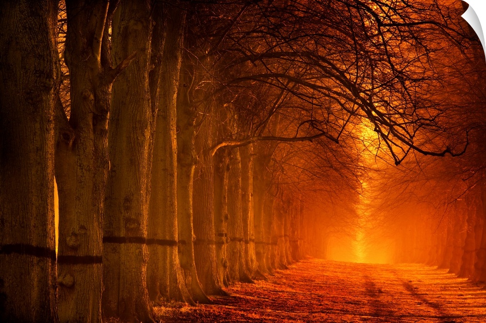 A tranquil glowing warm orange avenue of trees receeding into the distance.