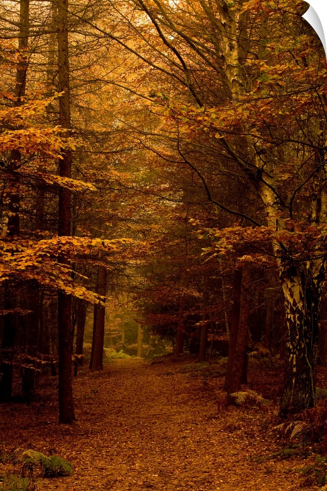 An autumn avenue of leafy trees through a beautiful woodland in the mist.