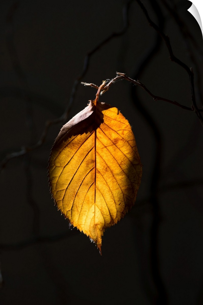 Fine art photo of a single leaf in the sunlight against a dark background.