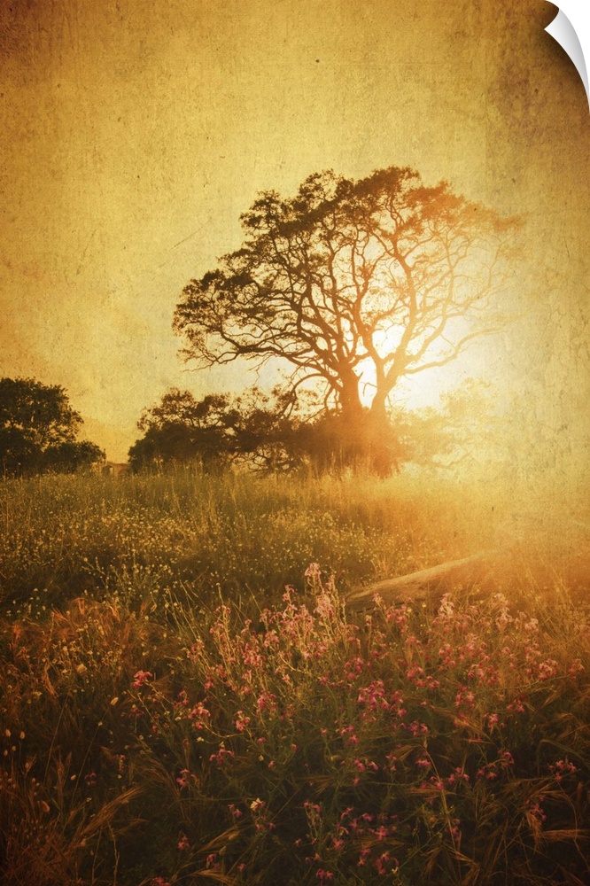 Sunset with tree in meadow