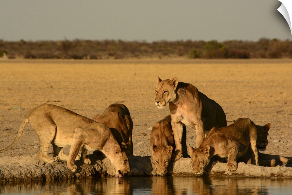 Lion family illuminated in gold at sunset in Botswana.
