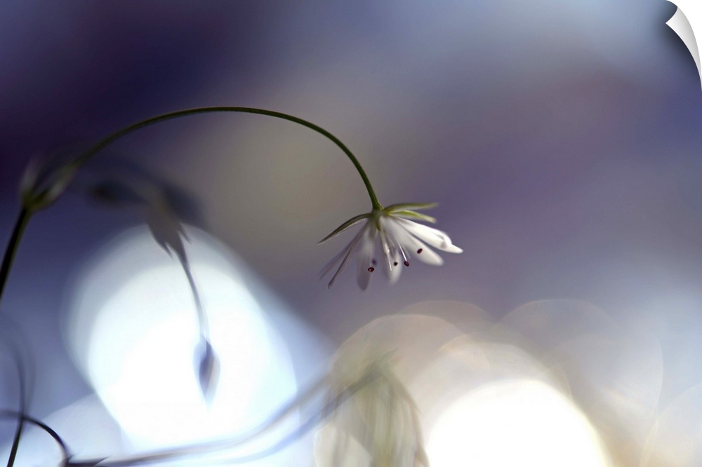 A photograph of a little white flower drooping on a thin stem against a bokeh background.