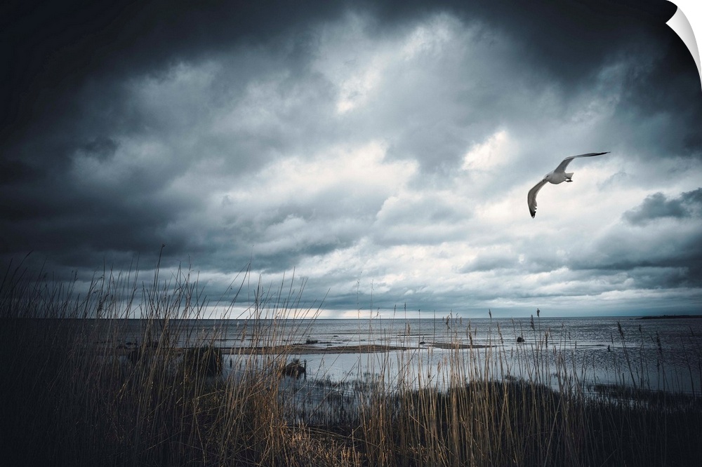 Stormy sky by the sea with a seagull in the sky