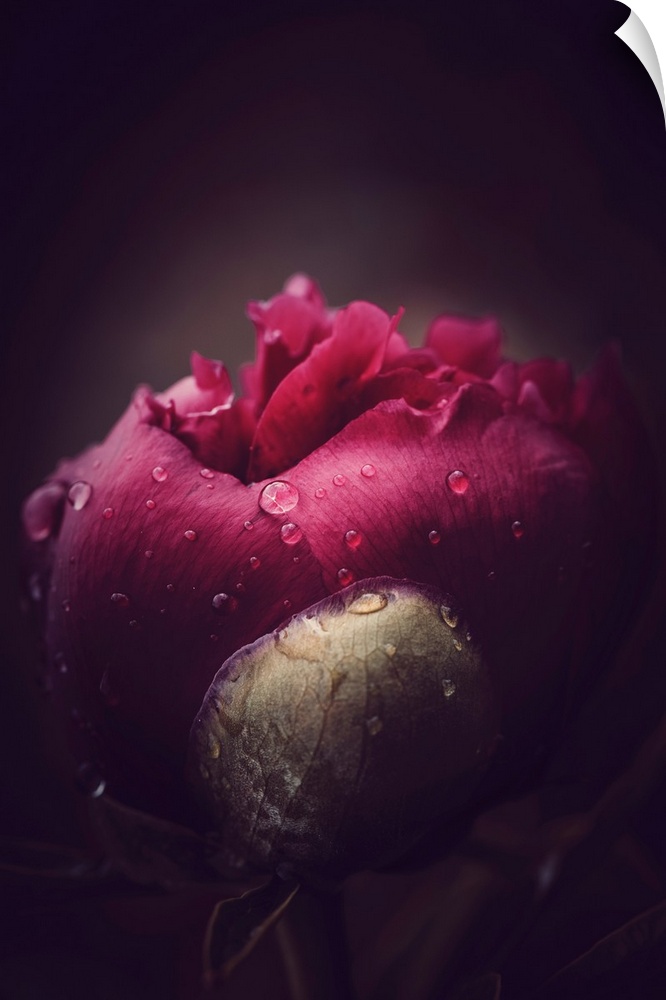 Close up on a peony bud opening with dew drops