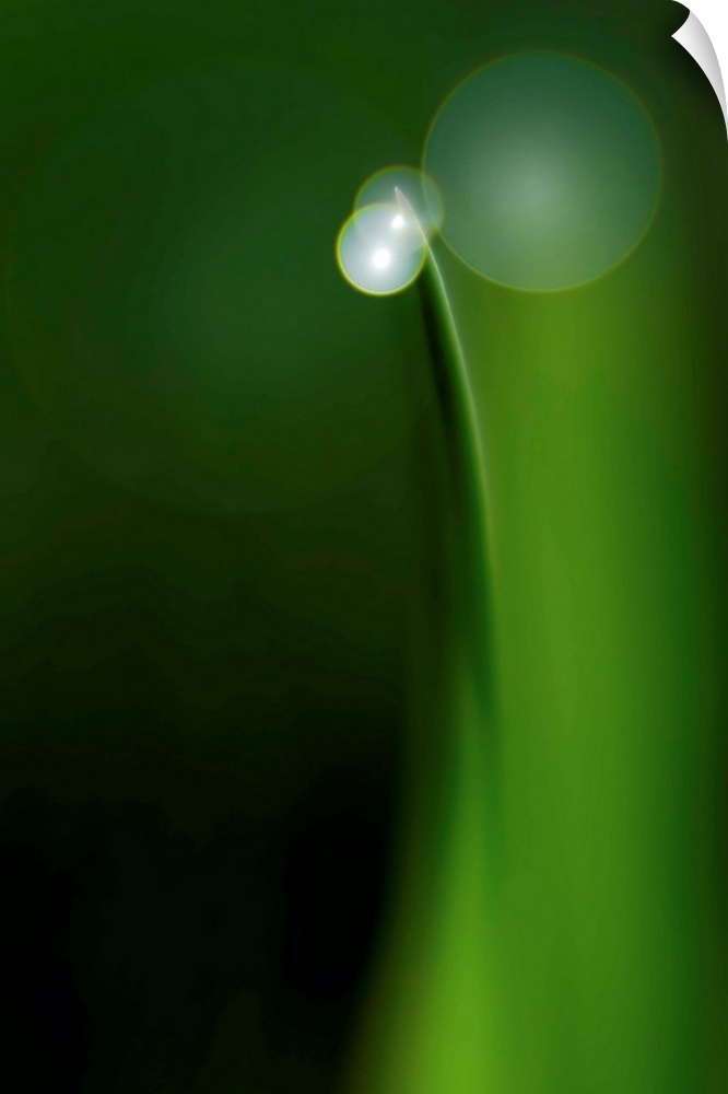 Soft light on a blade of grass with a dew drop.