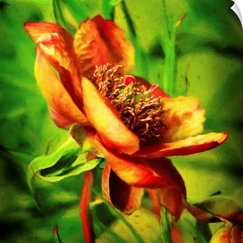 An artistic photograph of a golden orange flower surrounded by green.