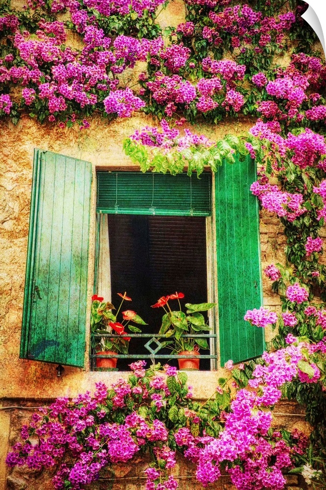 Green shutters on a window surrounded by vibrant pink flowers growing on the wall.