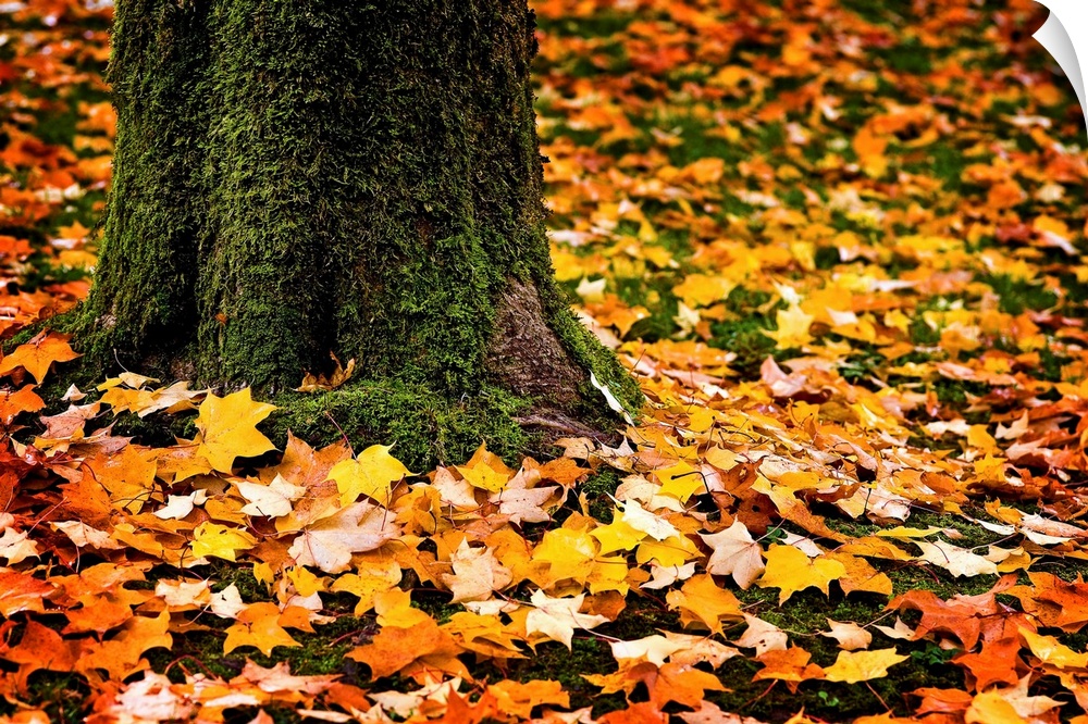 The base of a moss covered tree trunck srrounded by a carpet of glowing yellow and gold autumn maple leaves.