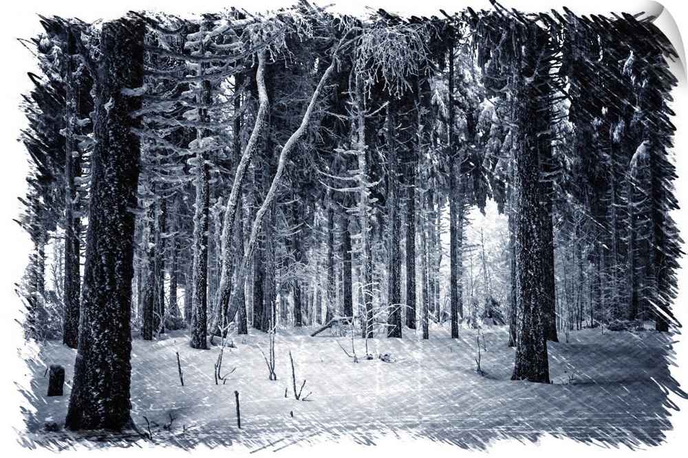 Interior of a winter forest with a drawing effect