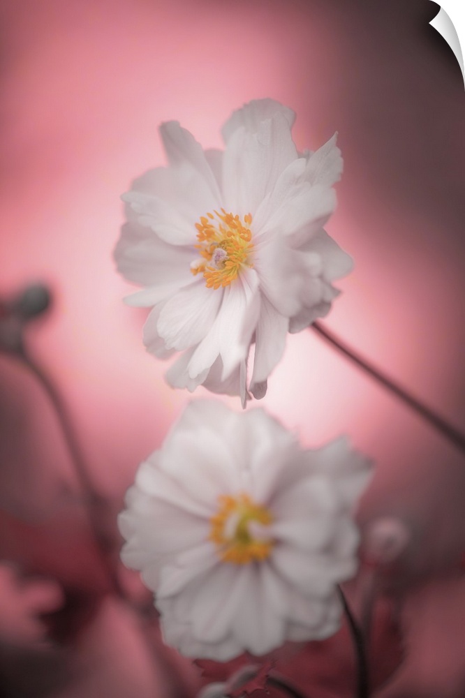Close-up of two white anemones on a pink background.