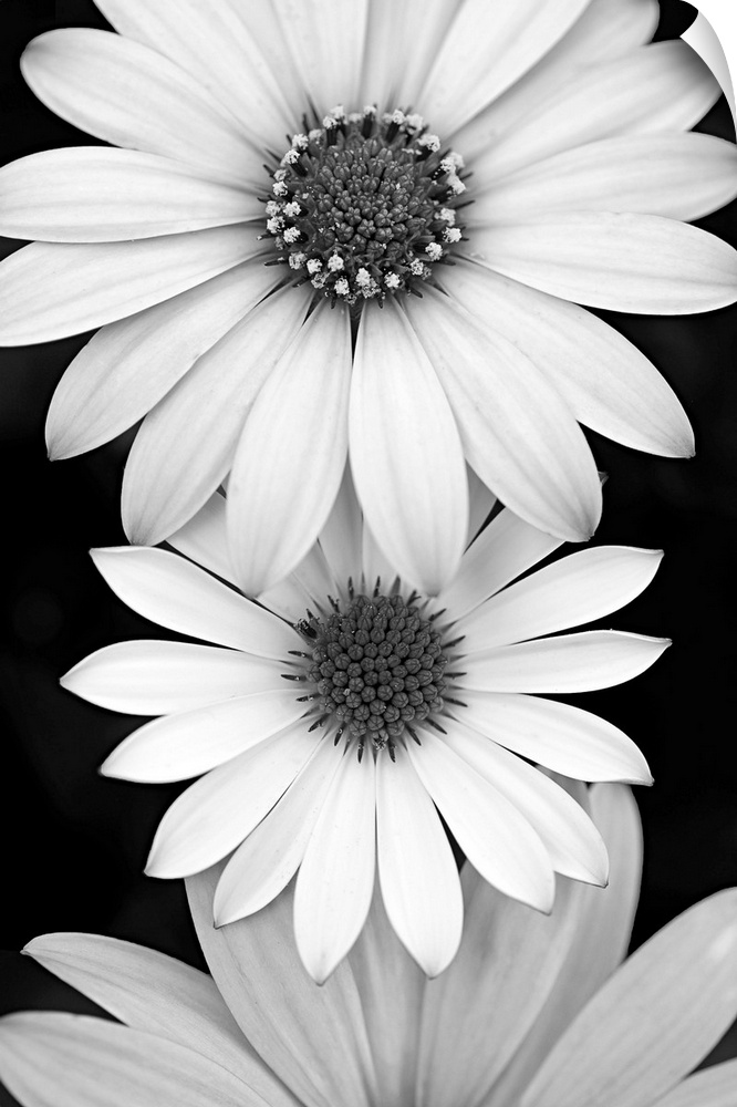 Daisy closeup in black and white