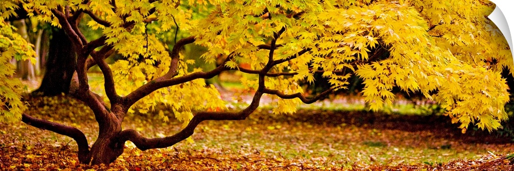 Panoramic photograph of a short tree with twisting branches, covered in golden fall leaves.