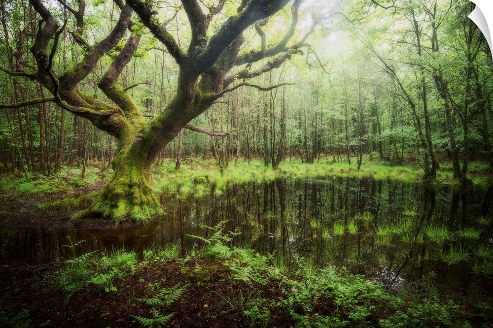 Beech trees hanging over a swamp in a forest.