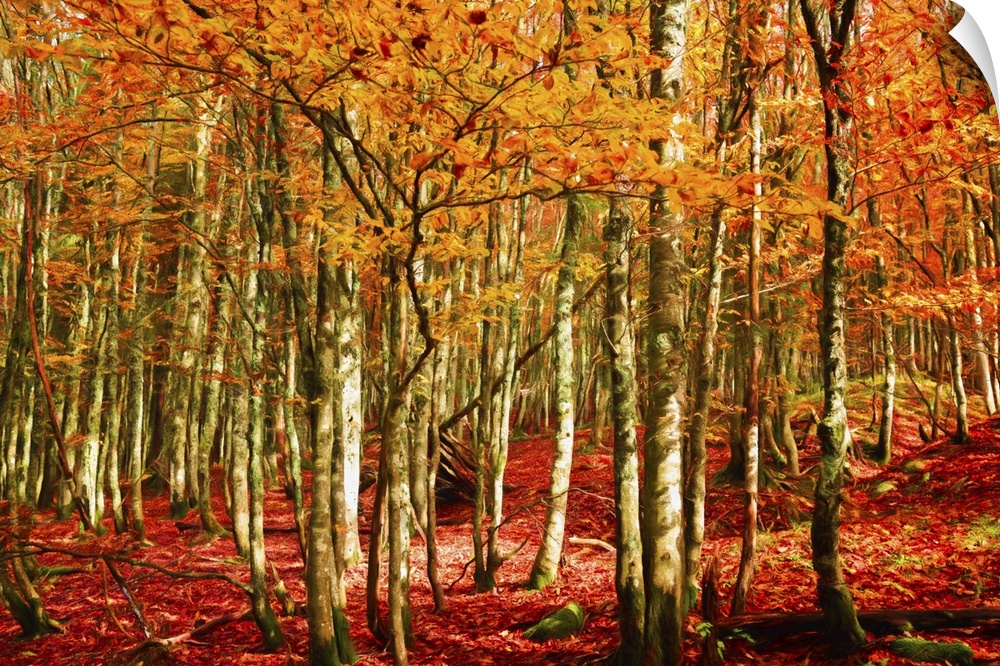 A dense forest in the fall with orange leaves and a leaf-covered floor.