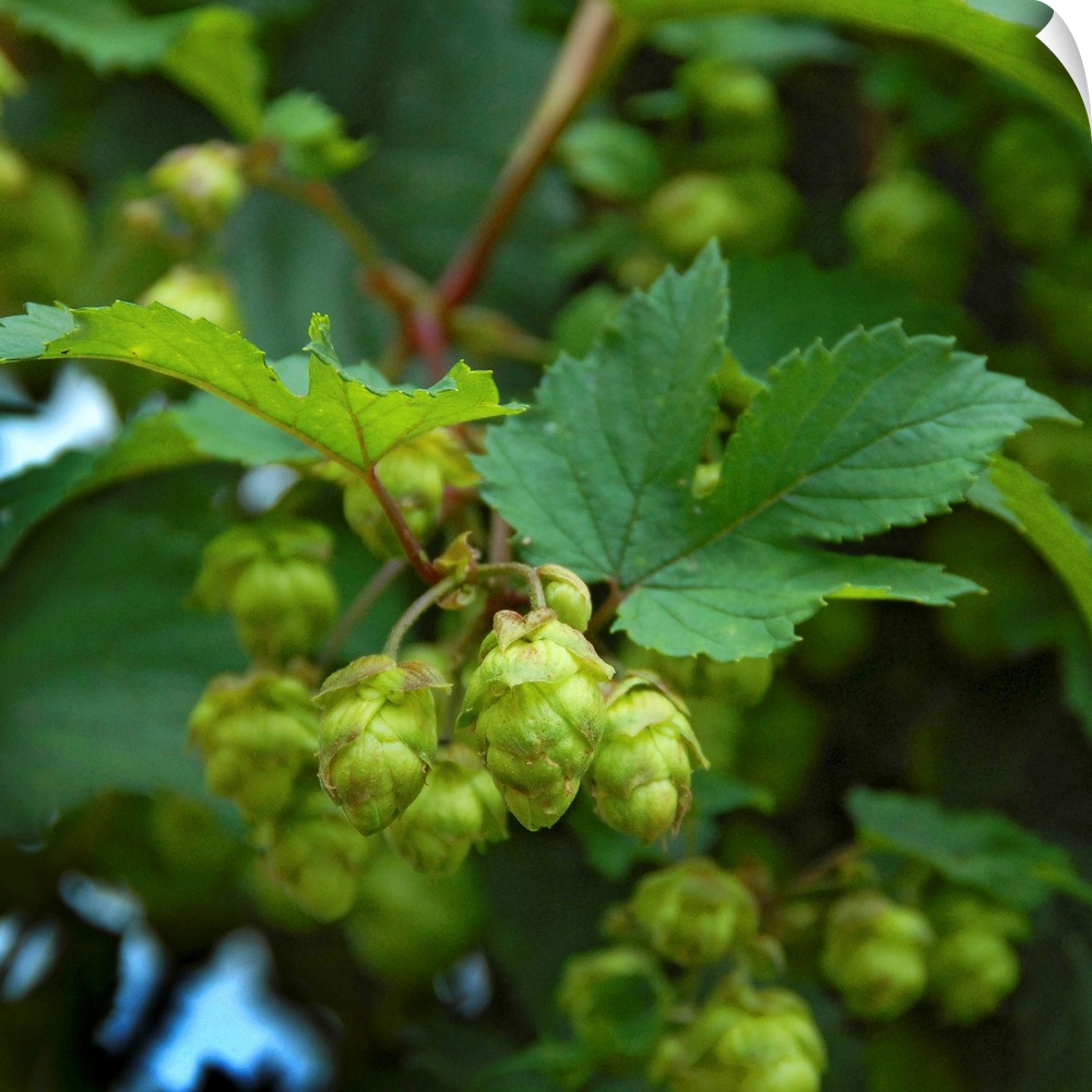 Hops, a key ingredient in brewing traditional beer.