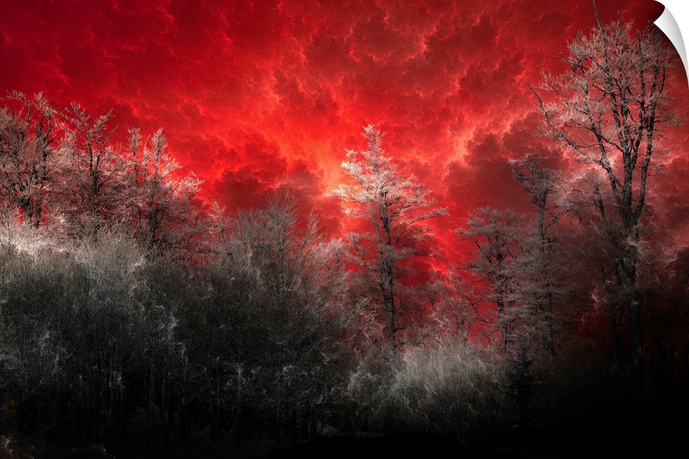Horizontal, large wall art of a black and grey forest of trees beneath a deep red sky with billowing clouds.