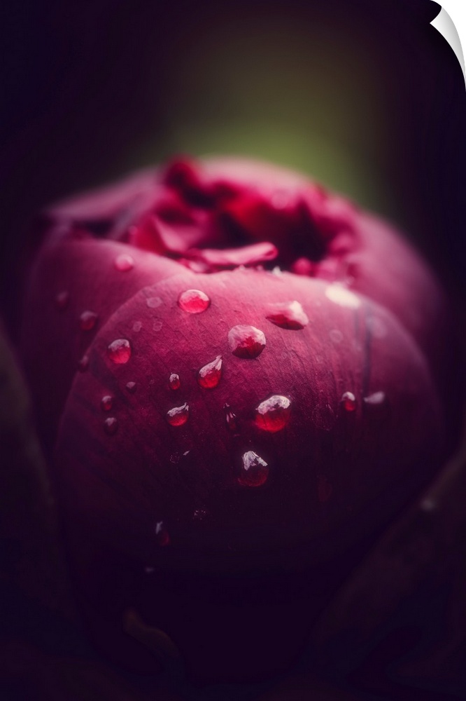 Close up of peony with dew drops