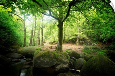 Huelgoat Forest Bretagne