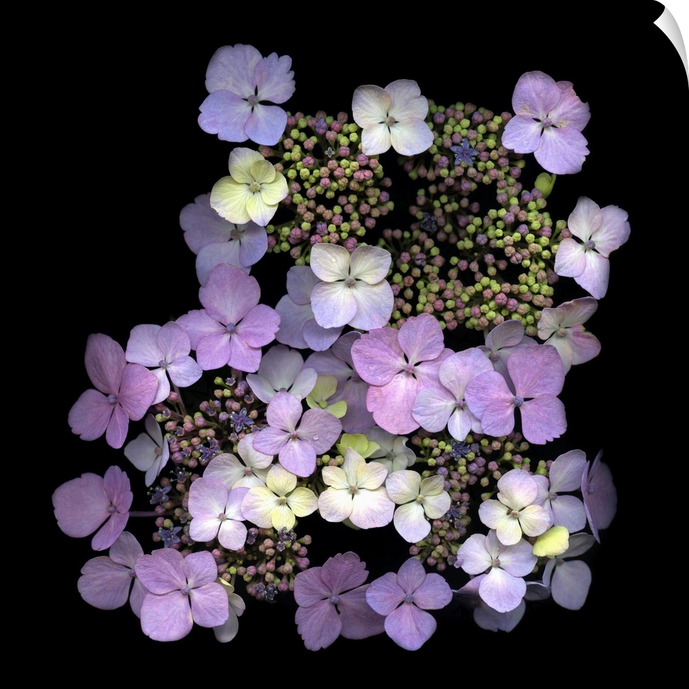 Small cluster of lavender hydrangeas on black.