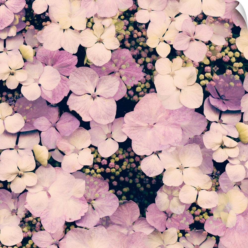 A cluster of hydrangea flowers in shades of pink.