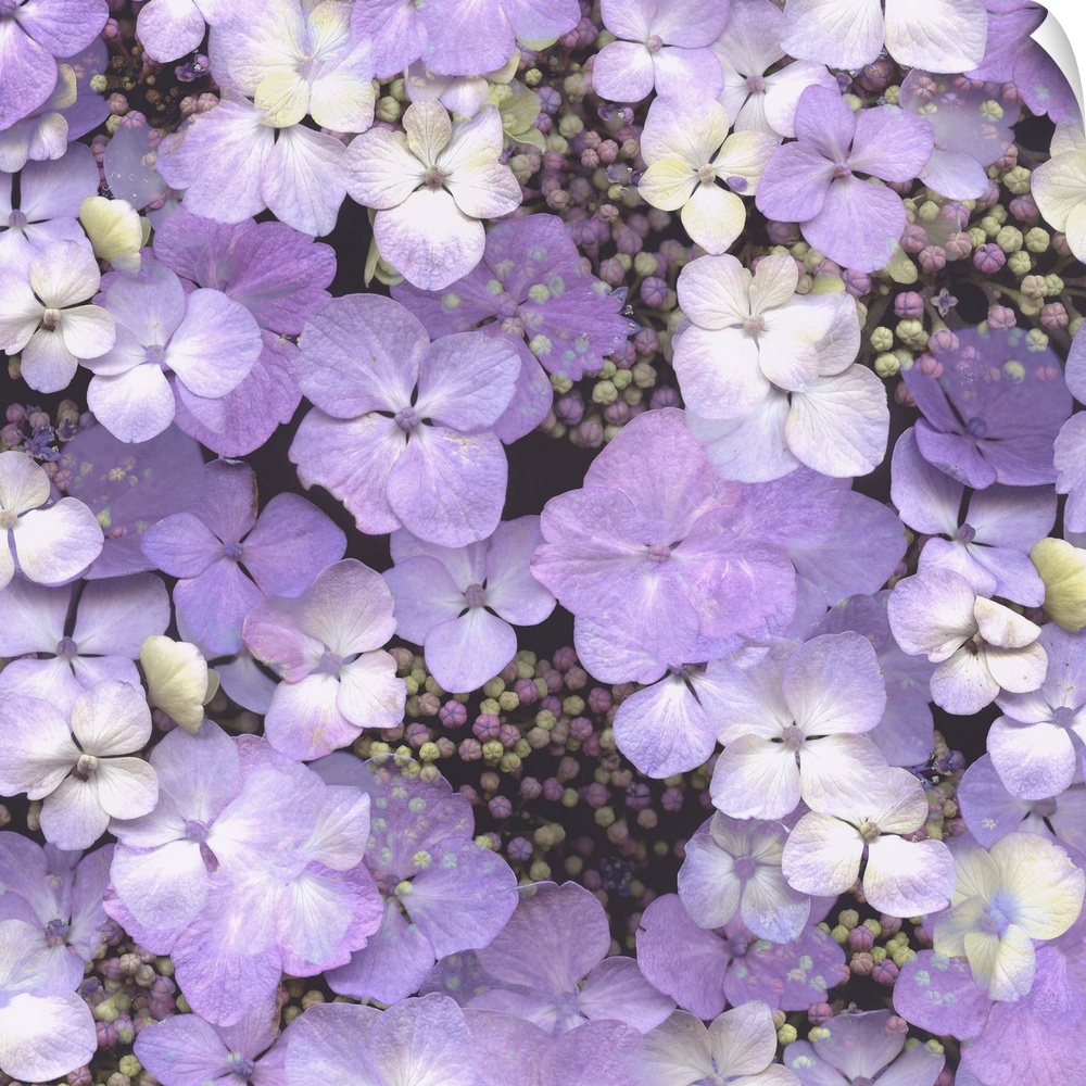 A cluster of hydrangea flowers in shades of purple.