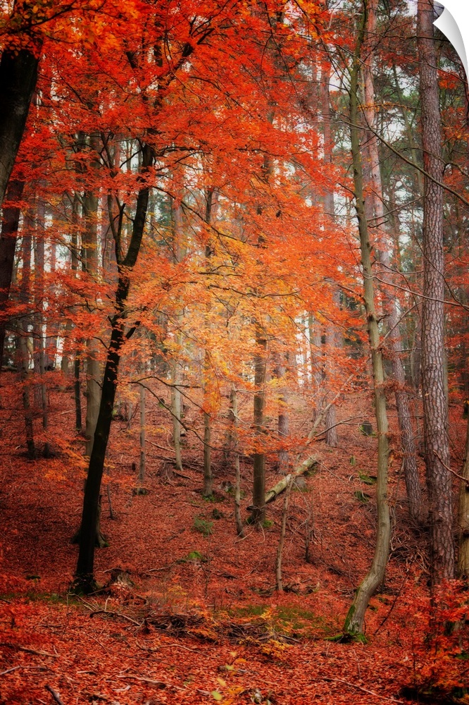 A red tree in a forest in autumn