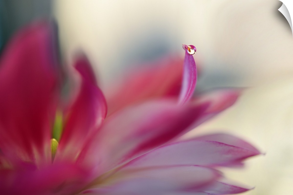 Soft focus macro image of a dew drop on red flower petals.