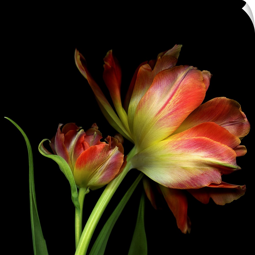Two double tulips against a black background.