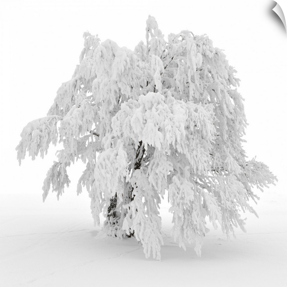 A frozen tree under the snow