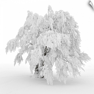 Iced Tree