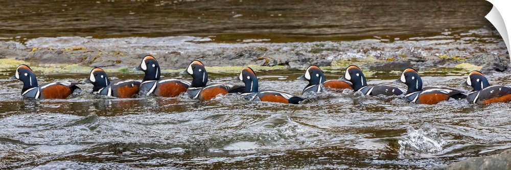 A flock of Harlequin Ducks in a row on the water in Iceland.