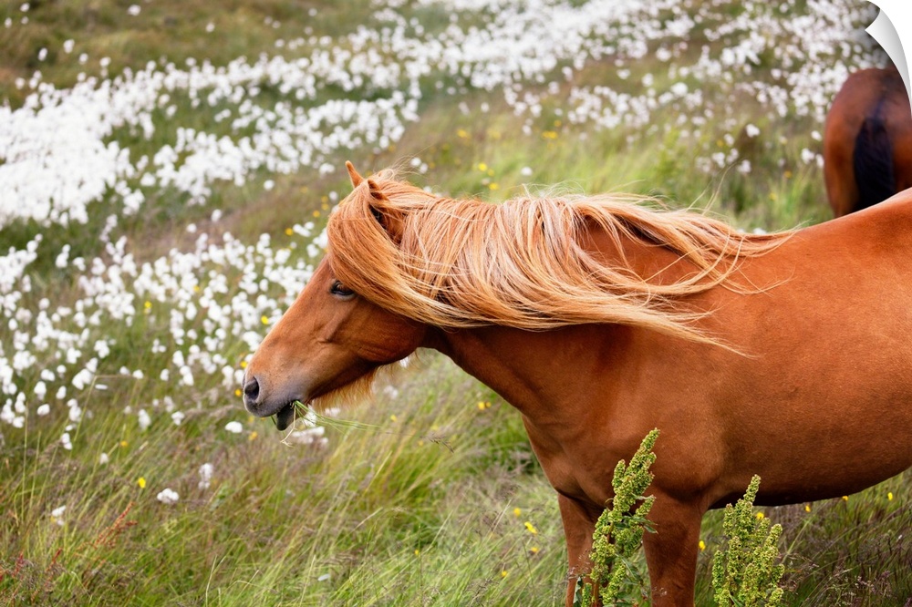 Close-Up View of an Icelandic Horse Grazing in a Meadow with Wildflowers, Iceland
