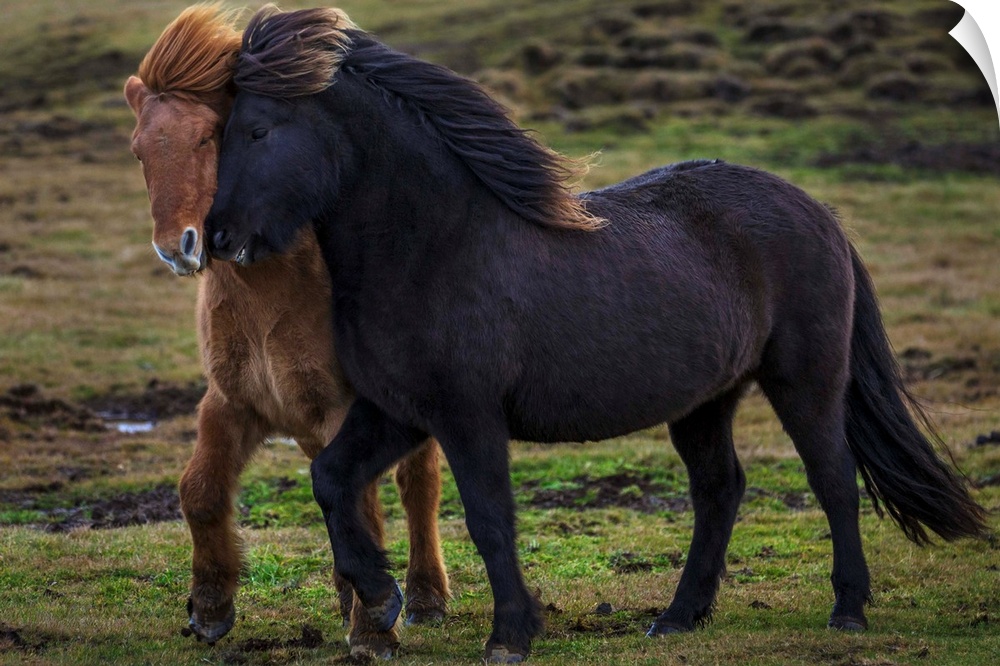 Two wild horses trot together in Iceland. Their thick coats protect them from the freezing temperatures.