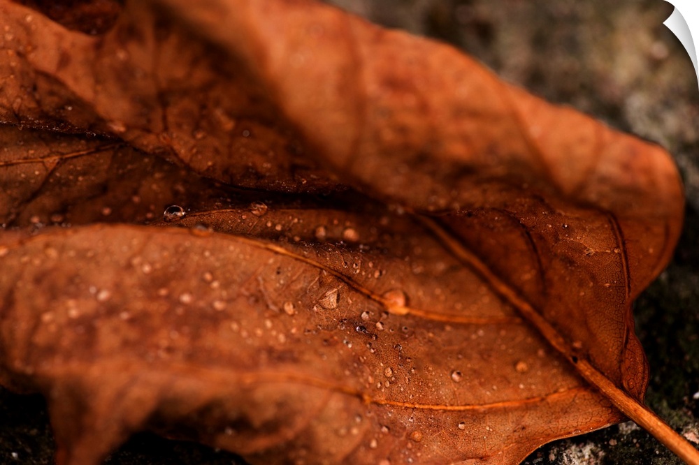 Fine art photo of a leaf with dew drops in the creases, close up.